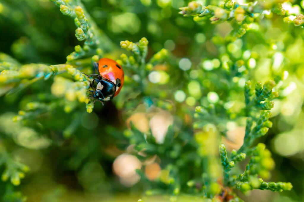 Les Compagnons des saisons - Comment faire pousser ses plantes plus vite ?