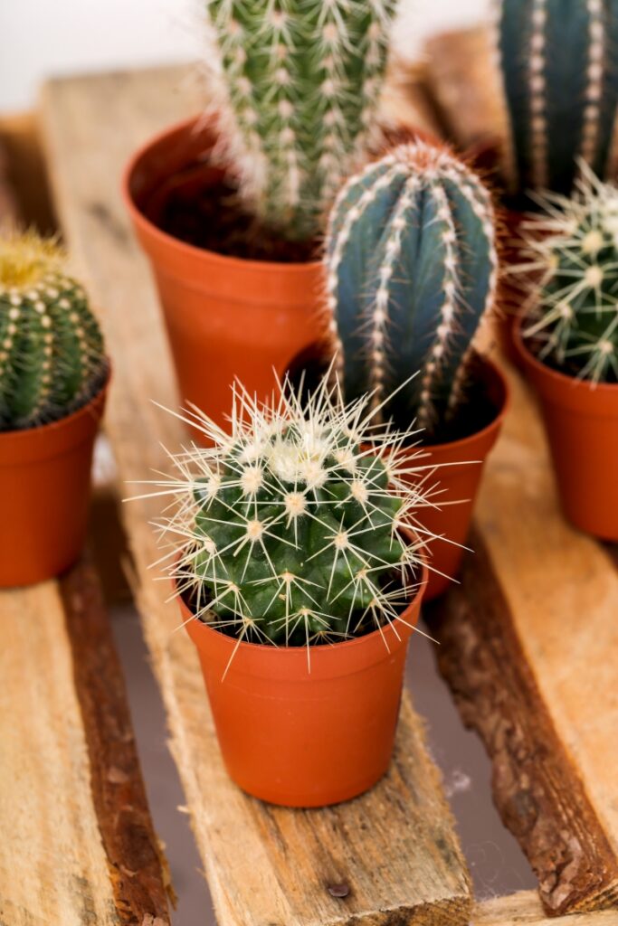 Les Compagnons des saisons - Les cactus : conseils d'entretien