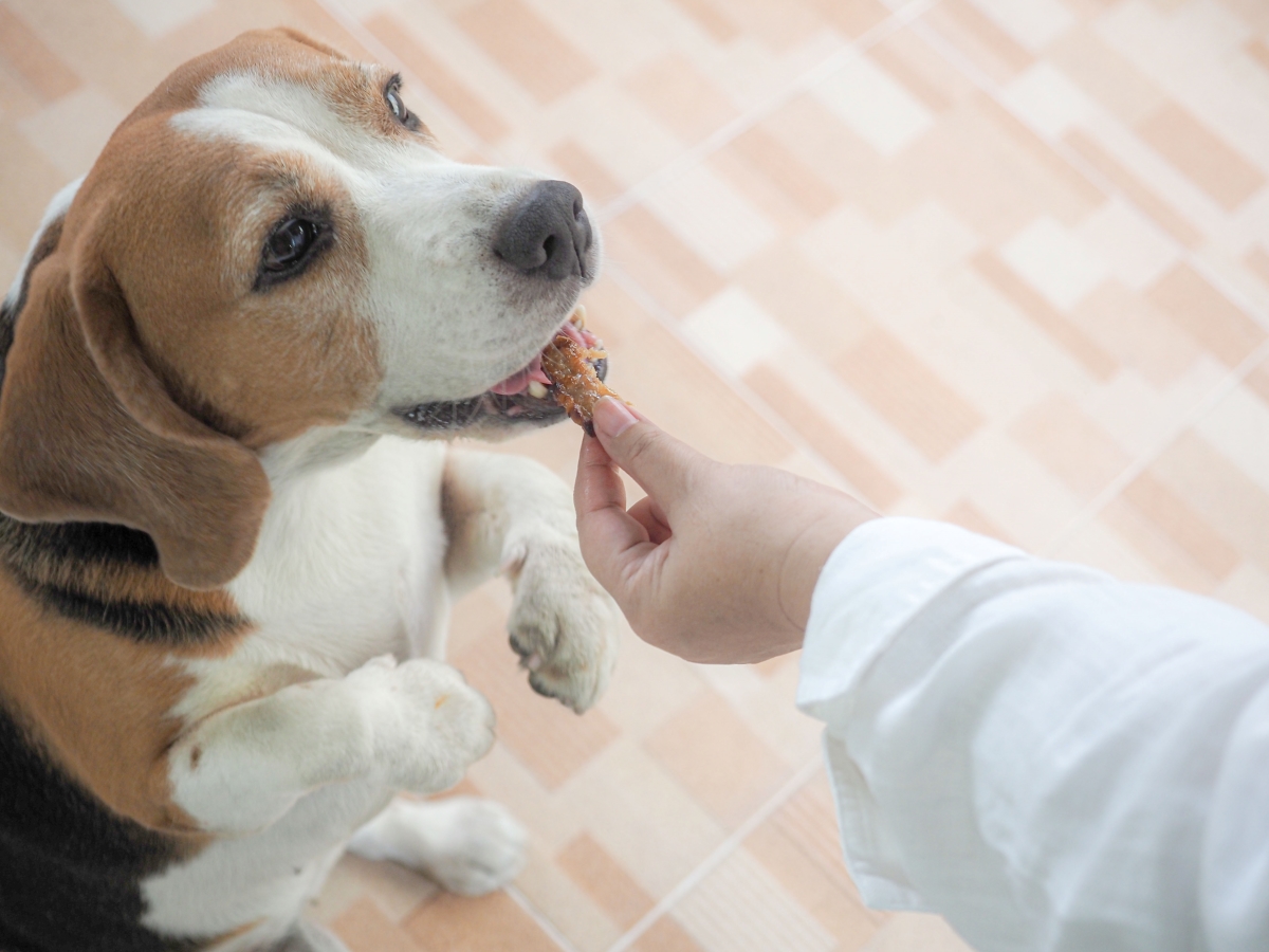 Les Compagnons Des Saisons - 5 Techniques Pour Occuper Son Chien ...