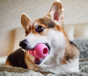 Les Compagnons Des Saisons - 5 Techniques Pour Occuper Son Chien ...