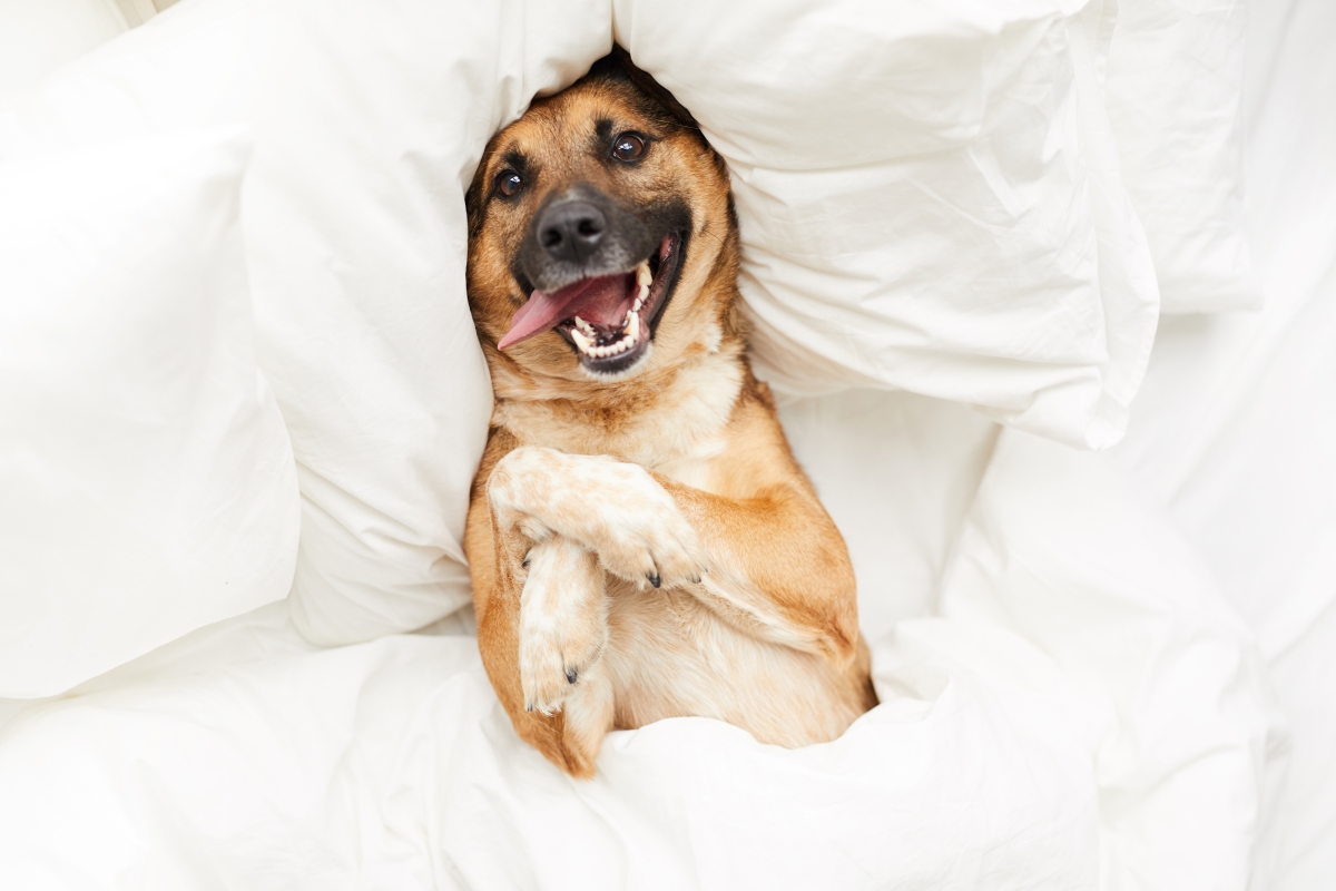 Les Compagnons Des Saisons - 5 Techniques Pour Occuper Son Chien ...