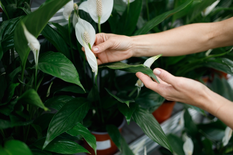 Les Compagnons des saisons - Comment faire pousser ses plantes plus vite ?