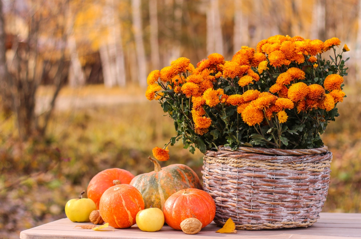 Chrysanthème, Plante d'automne et d'hiver